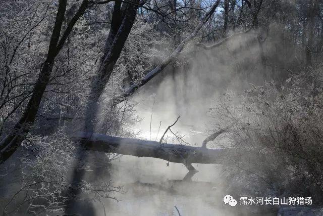 塔图姆连续低迷表现,三分球命中率令人失望